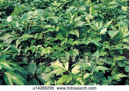 Stock Photography - Day, Plant, Flower, The World of Vegetables, Outdoor, Vegetables. Fotosearch