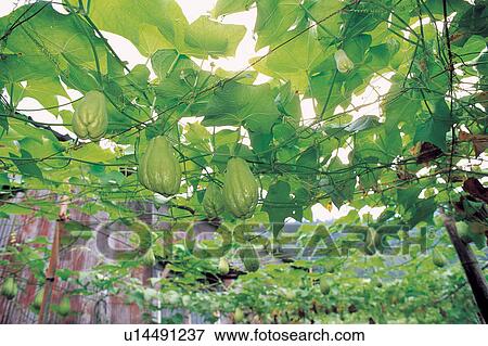 Stock Photo - Farm, Gourd, The World of Vegetables, Growth. Fotosearch