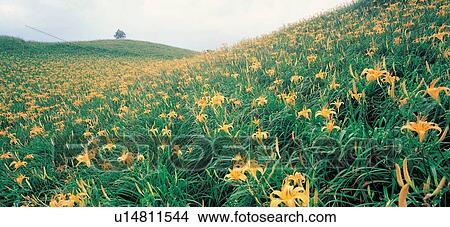Flower, Agriculture, Green, Yellow View Large Photo Image Picture - Flower, Agriculture, Green, Yellow. Fotosearch