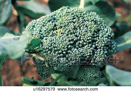 Food And Drink, Green, Vegetable, Agriculture, Leaf View Large Photo Image Stock Photo - Food And Drink, Green, Vegetable, Agriculture, Leaf. Fotosearch