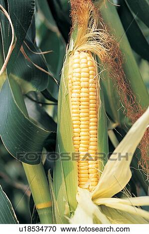 Stock Image - Freshness, Outdoor, Cultivated, Vegetables, Corn, Agriculture. Fotosearch