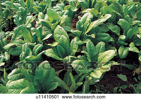 Stock Image - Nature, Abundance, Crop, Full Frame, Plantation, Leaf, Green. Fotosearch