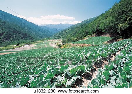 Nature, Shadow, Field, Botany, Sunlight View Large Photo Image Stock Image - Nature, Shadow, Field, Botany, Sunlight. Fotosearch