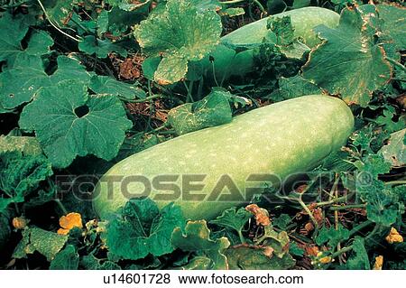 Stock Photo - Outdoor, Gourd Family, Abundance, The World of Vegetables, Food And Drink, Ripe. Fotosearch