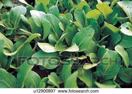 Stock Photo - Outdoor, Sunlight, Full Frame, Vegetables, Close-Up, Plant. Fotosearch