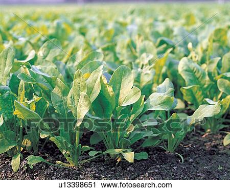 Stock Image - Plantation, The World of Vegetables, Rural Scene, Full Frame, Leaf, Food And Drink. Fotosearch