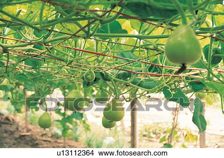 Raw, Farm, Outdoor, Trellis, Large Group Of Objects, Agriculture View Large Photo Image Picture - Raw, Farm, Outdoor, Trellis, Large Group Of Objects, Agriculture. Fotosearch