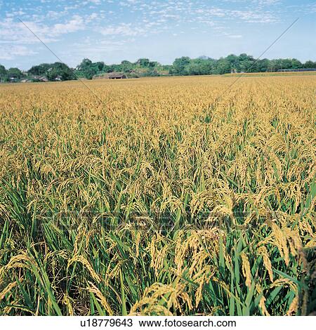 Stock Image - Rural Scene, Ripe, Harvesting, Abundance, Food, Crop, Sky. Fotosearch