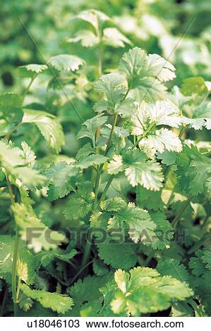Stock Image - The World of Vegetables, Medicinal Herb, Green, Focus On Foreground, Herb. Fotosearch