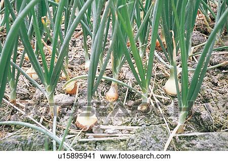 Vegetable Garden, Land, Crop, Root Vegetable, Grapefruit View Large Photo Image Stock Image - Vegetable Garden, Land, Crop, Root Vegetable, Grapefruit. Fotosearch
