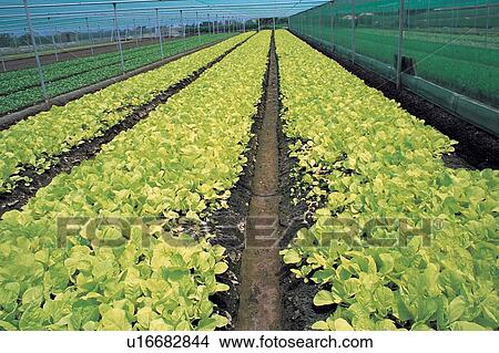 Picture - Vegetables, Cabbage, Crop, Vegetable, Organic, Focus On Foreground. Fotosearch