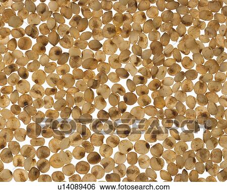 Barnyard Grass View Large Photo Image Stock Photograph - Barnyard Grass. Fotosearch