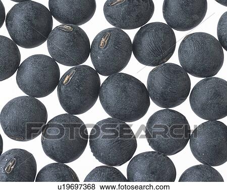 Beans View Large Photo Image Stock Photo - Beans. Fotosearch
