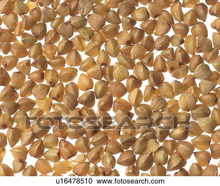 Buckwheat Seed View Large Photo Image Stock Image - Buckwheat Seed. Fotosearch