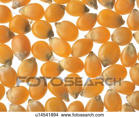 Corn View Large Photo Image Picture - Corn. Fotosearch