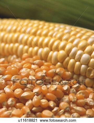 Stock Image - Corn. Fotosearch