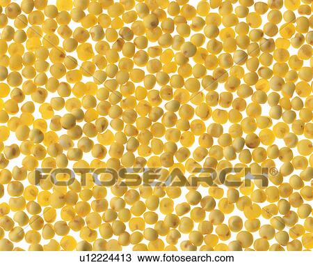 Millet View Large Photo Image Stock Image - Millet. Fotosearch