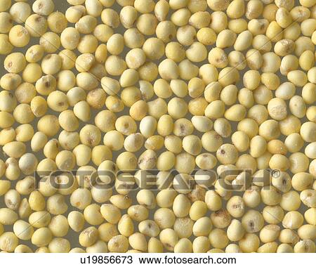 Millet View Large Photo Image Stock Image - Millet. Fotosearch