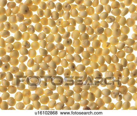 Millet View Large Photo Image Stock Photo - Millet. Fotosearch