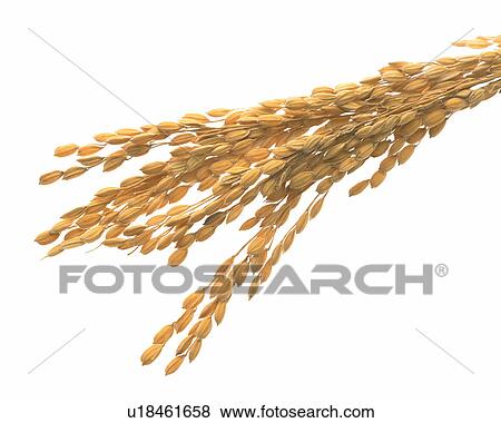 Rice Plant View Large Photo Image Stock Photo - Rice Plant. Fotosearch
