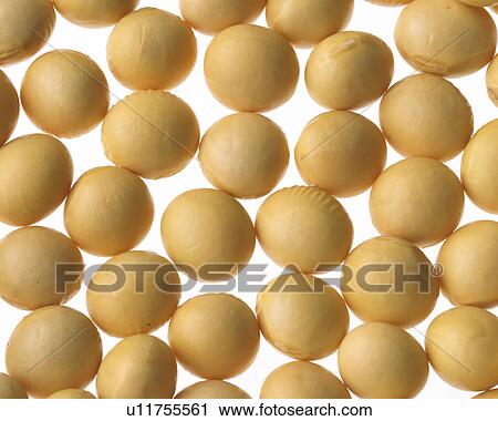 Stock Image - Soybean. Fotosearch