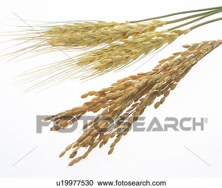 Wheat and Rice Plant View Large Photo Image Stock Image - Wheat and Rice Plant. Fotosearch