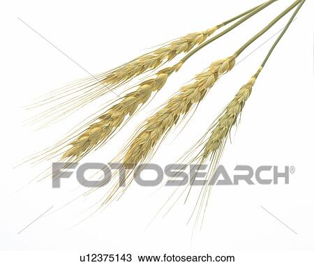 Stock Image - Wheat . Fotosearch