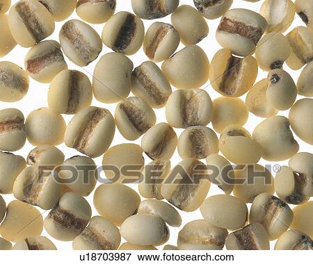 Stock Photo - Wheat. Fotosearch