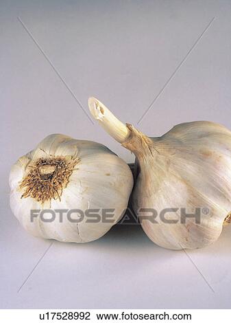 Ingredient, Ingredient, Food, Garlic, Garlics View Large Photo Image Stock Image - Ingredient, Ingredient, Food, Garlic, Garlics. Fotosearch