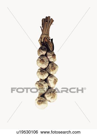 Ingredient, Ingredients, Food, Garlic, Garlics, String, String of garlic View Large Photo Image Stock Photograph - Ingredient, Ingredients, Food, Garlic, Garlics, String, String of garlic. Fotosearch