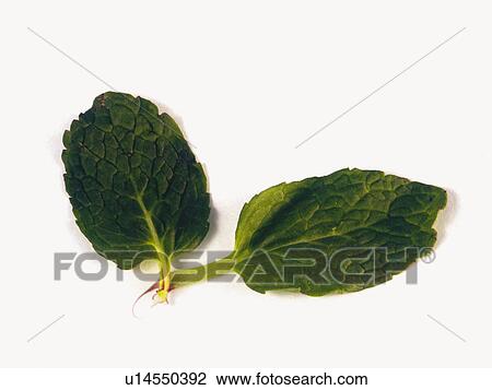 Stock Image - Ingredient, Ingredients, Food, Herb, Peppermint, Leaves, Leaf. Fotosearch