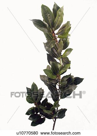 Ingredient, Ingredients, Food, Laurel, Leaves, Leaf, Bay leaves View Large Photo Image Stock Image - Ingredient, Ingredients, Food, Laurel, Leaves, Leaf, Bay leaves. Fotosearch