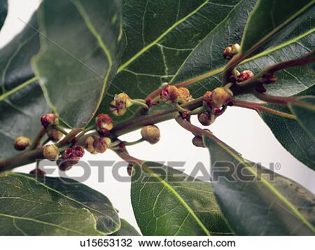 Ingredient, Ingredients, Food, Laurel, Leaves, Leaf, Bay leaves View Large Photo Image Stock Image - Ingredient, Ingredients, Food, Laurel, Leaves, Leaf, Bay leaves. Fotosearch