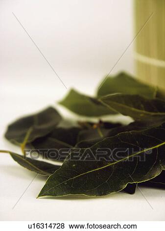 Ingredient, Ingredients, Food, Laurel, Leaves, Leaf, Bay leaves View Large Photo Image Stock Photo - Ingredient, Ingredients, Food, Laurel, Leaves, Leaf, Bay leaves. Fotosearch