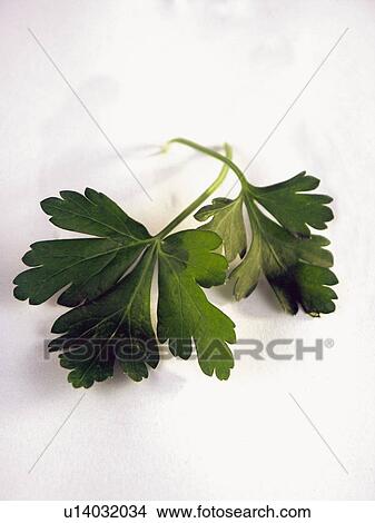 Ingredient, Ingredients, Food, Parsley, Background, Leaves, Leaf View Large Photo Image Picture - Ingredient, Ingredients, Food, Parsley, Background, Leaves, Leaf. Fotosearch