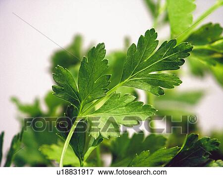 Stock Photo - Ingredient, Ingredients, Food, Parsley, Background, Leaves, Leaf. Fotosearch
