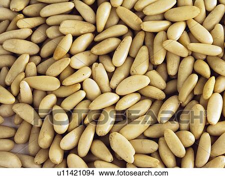 Spice, Spices, Ingredient, Ingredients, Food, Pinenut, Pinenuts View Large Photo Image Picture - Spice, Spices, Ingredient, Ingredients, Food, Pinenut, Pinenuts. Fotosearch