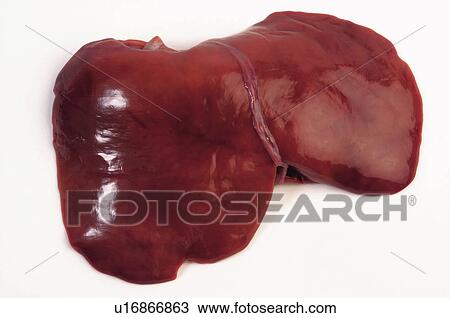 Food, Meat, Raw, Raw meat, Kidney, Anatomy, Viscera View Large Photo Image Stock Image - Food, Meat, Raw, Raw meat, Kidney, Anatomy, Viscera. Fotosearch