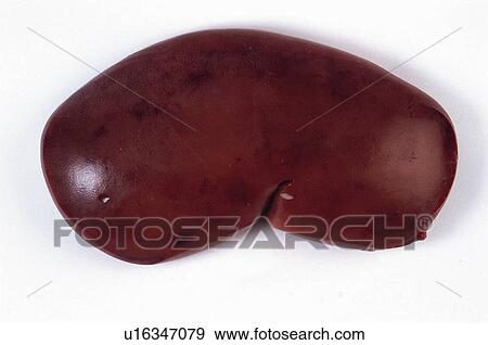 Food, Meat, Raw, Raw meat, Kidney, Anatomy, Viscera View Large Photo Image Stock Photo - Food, Meat, Raw, Raw meat, Kidney, Anatomy, Viscera. Fotosearch