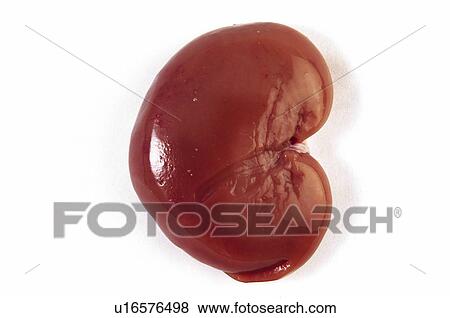 Food, Meat, Raw, Raw meat, Kidney, Anatomy, Viscera View Large Photo Image Stock Photo - Food, Meat, Raw, Raw meat, Kidney, Anatomy, Viscera. Fotosearch