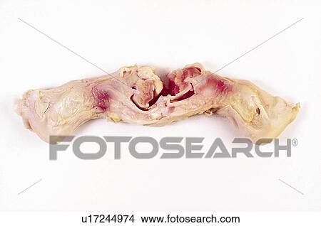 Picture - Food, Meat, Raw, Raw meat, Lamb, Hand lamb, Hand lambs. Fotosearch
