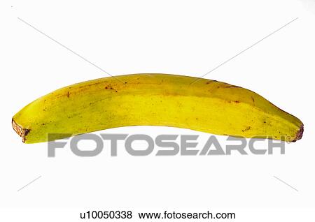 Fruit, Banana, Yellow, Yellow color, Yellow colour, Speckled, Peel View Large Photo Image Stock Photo - Fruit, Banana, Yellow, Yellow color, Yellow colour, Speckled, Peel. Fotosearch