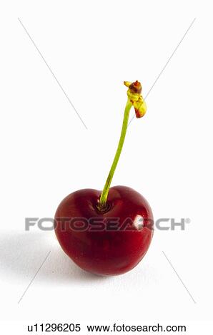 Stock Photography - Fruit, Cherry, One, Red. Fotosearch