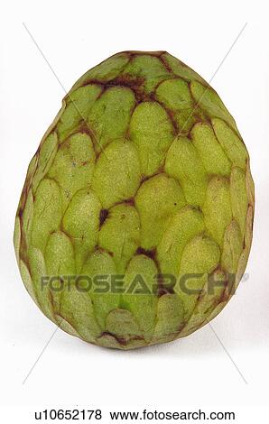 Stock Photo - Fruit, Custard apple, Cherimoya, Custard apple fruit, Cherimoya fruit, Green, One. Fotosearch