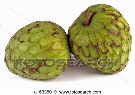 Fruit, Fruits, Custard apple, Cherimoya, Custard apples, Cherimoyas, Custard apple fruit View Large Photo Image Stock Photo - Fruit, Fruits, Custard apple, Cherimoya, Custard apples, Cherimoyas, Custard apple fruit. Fotosearch