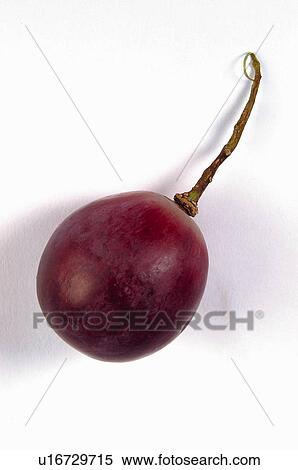 Fruit, Fruits, Grape, Red grape, Red, One, Stem View Large Photo Image Stock Photography - Fruit, Fruits, Grape, Red grape, Red, One, Stem. Fotosearch