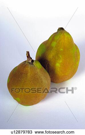 Fruit, Fruits, Pear, Pears, Two, Green, Brown View Large Photo Image Stock Image - Fruit, Fruits, Pear, Pears, Two, Green, Brown. Fotosearch