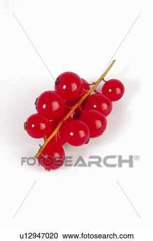 Stock Image - Fruit, Fruits, Redcurrant, Redcurrants, Cluster, Red, Stem. Fotosearch