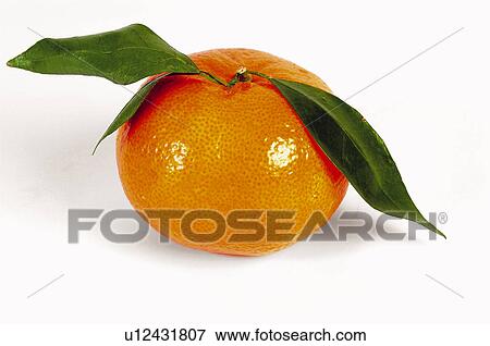 Fruit, Mandarin, Tangerine, Round, Mandarin fruit, Tangerine fruit, Orange View Large Photo Image Stock Photo - Fruit, Mandarin, Tangerine, Round, Mandarin fruit, Tangerine fruit, Orange. Fotosearch