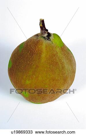 Fruit, Pear, One, Green, Brown, Green and brown, Peel View Large Photo Image Stock Image - Fruit, Pear, One, Green, Brown, Green and brown, Peel. Fotosearch